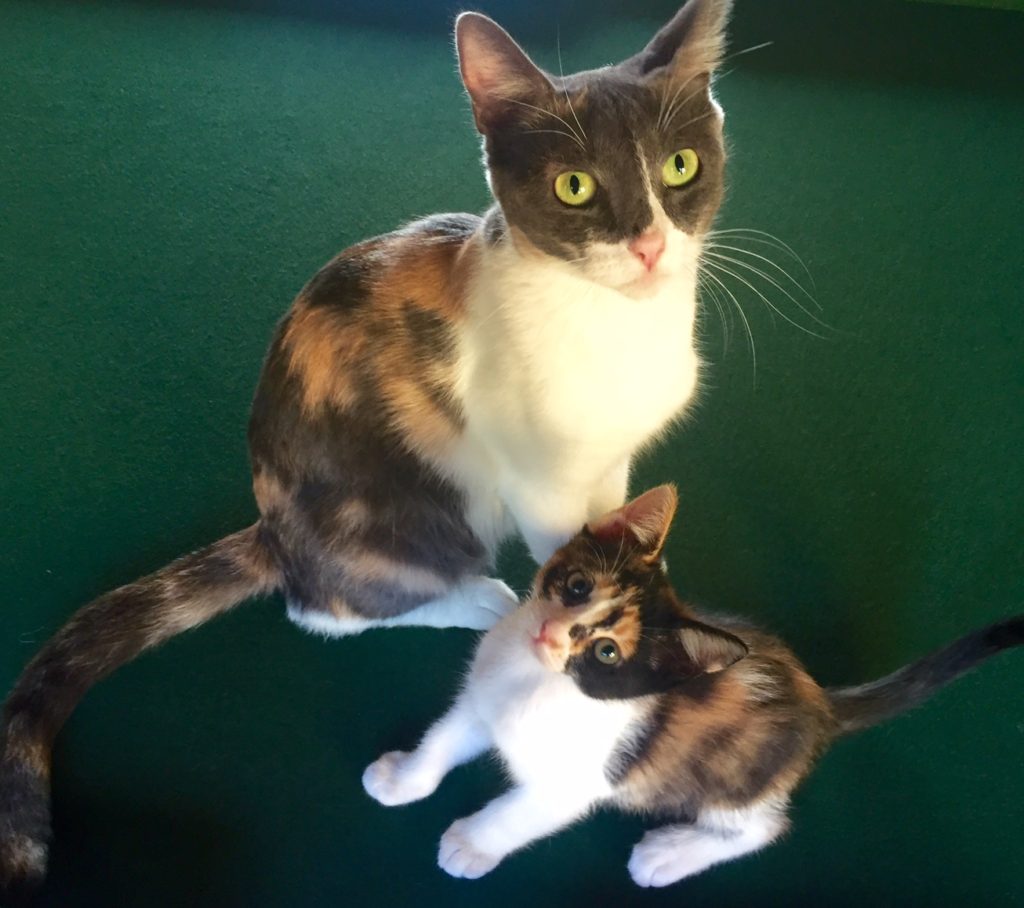 Calico cats Eastwood Ranch Foundation Animal Advocacy